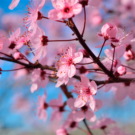 Sakura Wallpapers Install on Windows