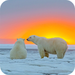 Cover Image of Download Polar Bear HD Wallpaper  APK