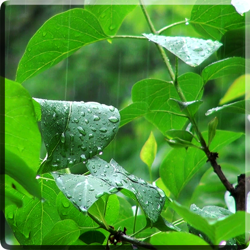 Rainstorm Video Live Wallpaper logo