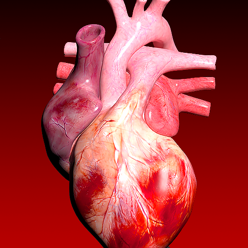 Circulatory System 3D Anatomy  Icon