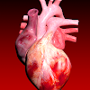 Circulatory System 3D Anatomy icon