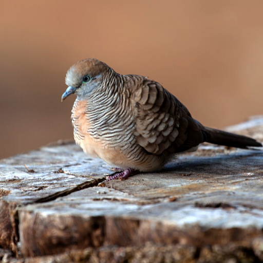 Zebra Dove Sounds logo