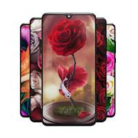Rose Wallpapers Red Pink Or