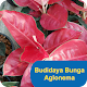 Budidaya Bunga Aglonema Mahal विंडोज़ पर डाउनलोड करें