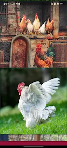 Offline Chicken Wallpapers