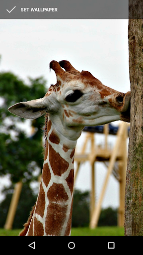 Majestic Giraffe Wallpapers Screen 3