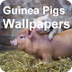 Guinea Pigs Wallpapers - with Free editor