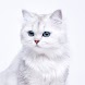 White Cat Wallpaper - Androidアプリ