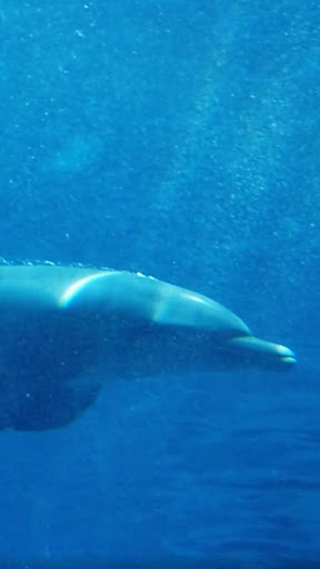 Android application real dolphin wallpaper screenshort