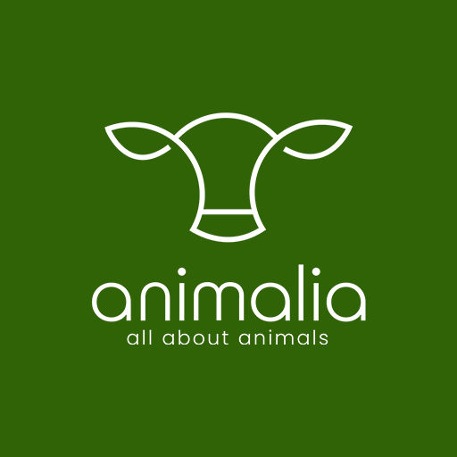 Animalia