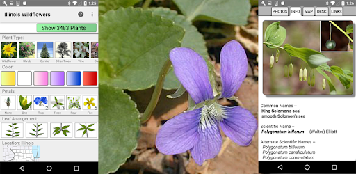 Illinois Wildflowers