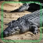 Cover Image of Tải xuống Crocodiles Wallpaper  APK