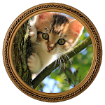 Cover Image of डाउनलोड Playful Kittens Wallpaper 1.0 APK