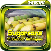 Sugarcane Cultivation Techniques