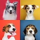Dog Breeds Quiz - Tests de races de chiens Télécharger sur Windows
