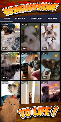 yorkie wallpaper Screen 2