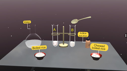 Effect of saliva on starch Screen 3