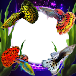 Cover Image of Download Guppy Fishs Photo Frames  APK