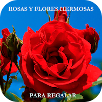 Rosas, Con Frases Bonitas