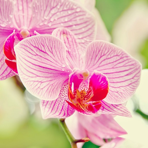Orchids Wallpapers logo