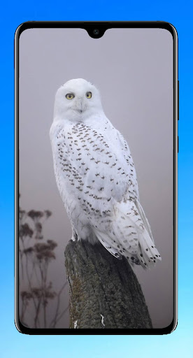Owl Wallpaper 4K Screenshot 4 - AppWisp.com