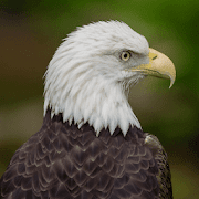 Top 24 Music & Audio Apps Like Bald Eagle Sounds - Best Alternatives