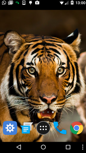 royal bengal tiger wallpaper Screen 2