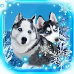 Cover Image of Download Husky Dogs  APK