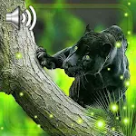 Cover Image of ดาวน์โหลด Panther Jungles Live Wallpaper  APK