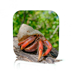 Cover Image of ดาวน์โหลด Hermit Crab Care  APK