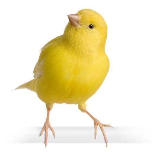 canary sound logo