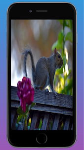 Squirrel HD Wallpaper