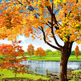 Autumn Pond Live Wallpaper icon