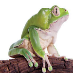 Cover Image of ดาวน์โหลด Frog Sounds 1.0 APK