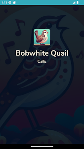 Bobwhite Quail Singing & Call
