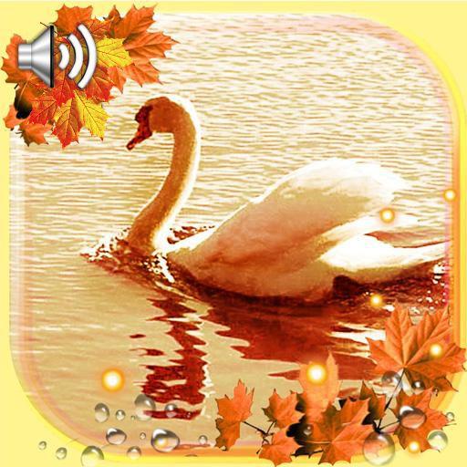 Autumn Swans Live Wallpaper