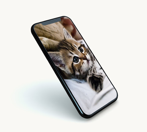 Cute Kitten Wallpapers Screen 3