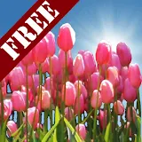 Tulip Field Free LWP icon