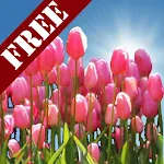Tulip Field Free LWP Apk