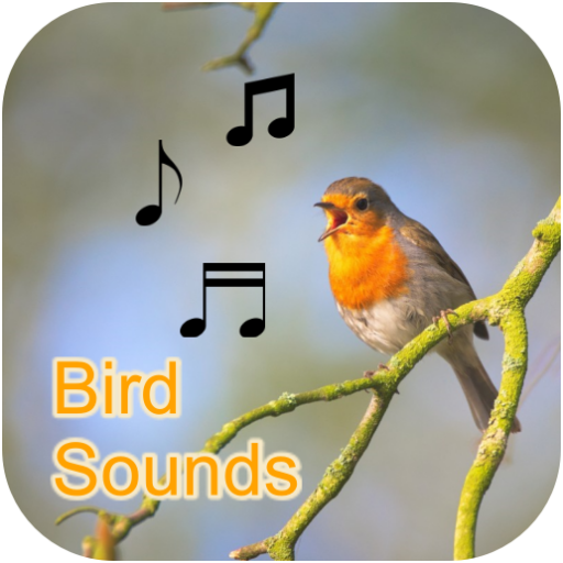 Музыка звонка птицы