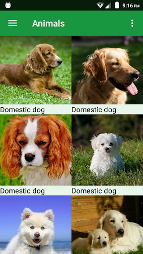 Android application Dogs Puzzle screenshort