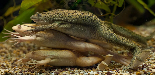 clawed frog