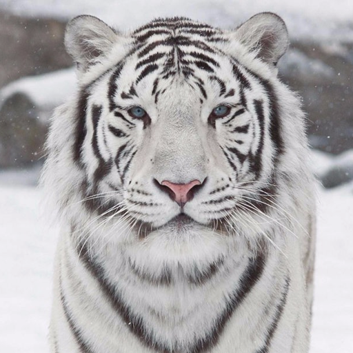 White Tiger Wallpaper 1.0 Icon