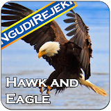 Hawk and Eagle Ringtones icon