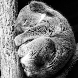 Koala Taking A Nap LWP icon