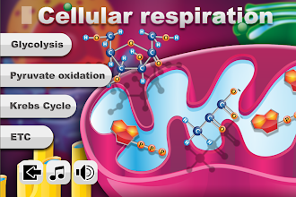 Biology Cellular Respiration Apps On Google Play