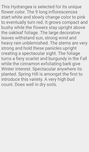 Ruby Slippers oakleaf hydrange