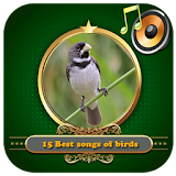 15 Best songs of birds icon