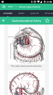 Human Organs Anatomy Reference Captura de pantalla