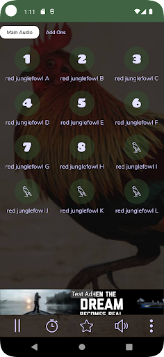 Red Junglefowl Sounds HD